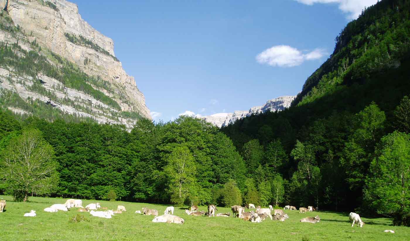 Excursión desde Torla-Ordesa a pradera de Ordesa
