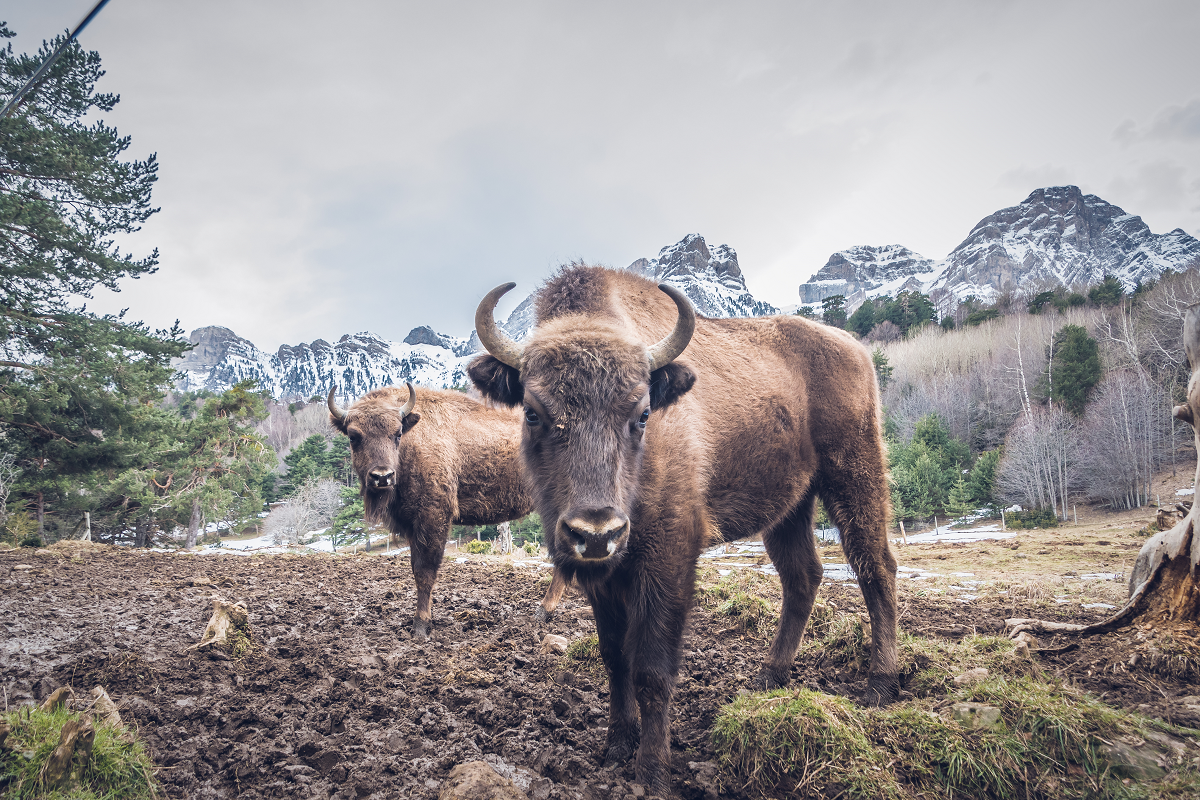 bisontes de Lacuniacha